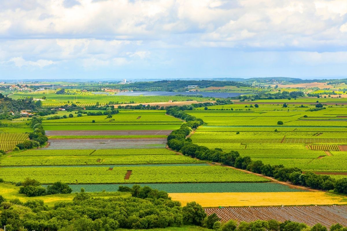 Tejo wine region, Portugal