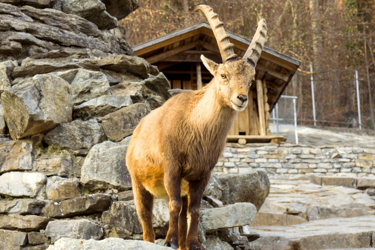 Alpine Wildlife Park Interlaken