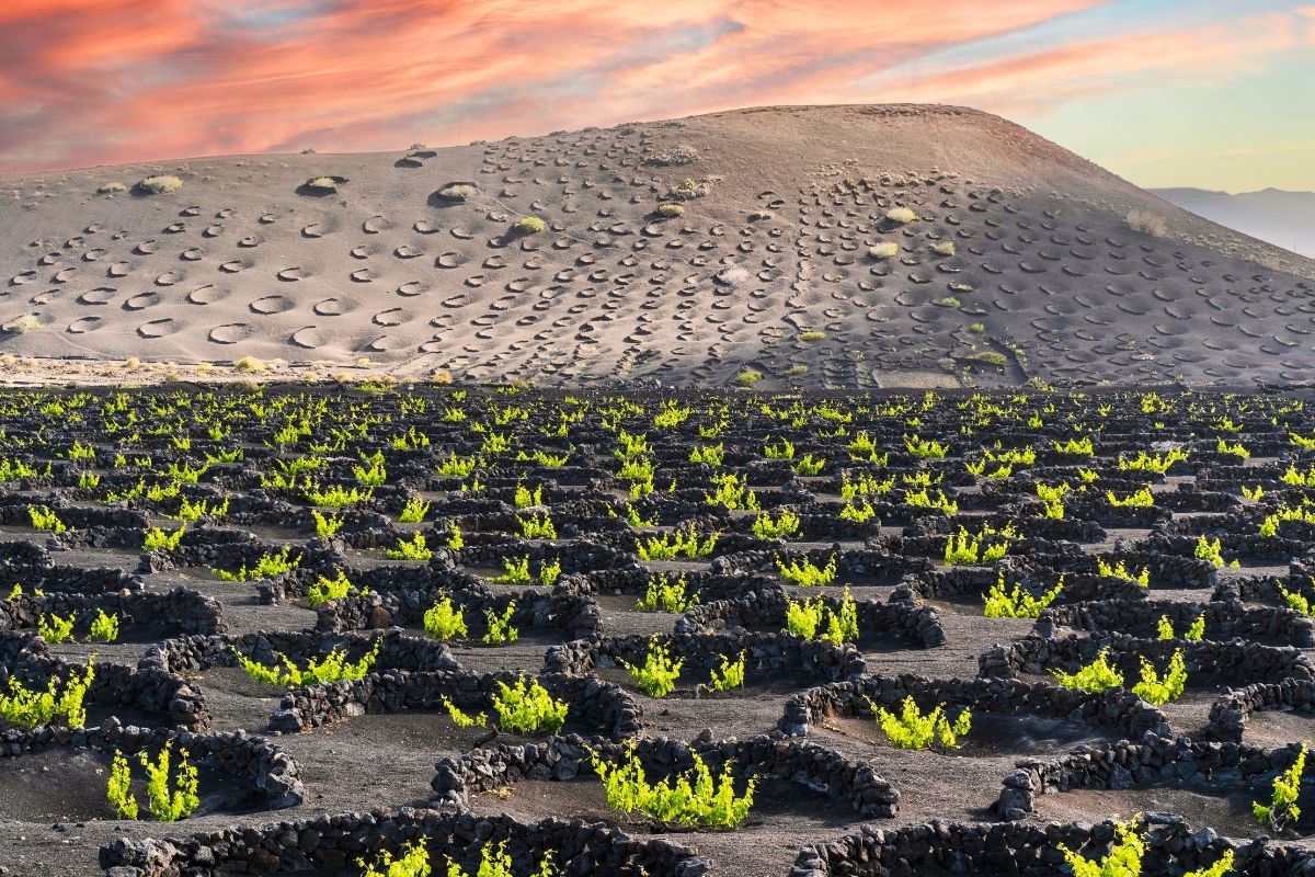 Canary Islands wine region, Spain