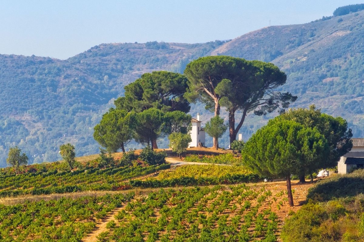 Castilla y León wine region, Spain