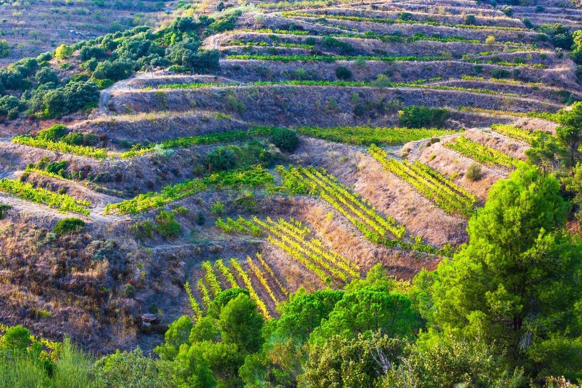 Catalonia wine region, Spain