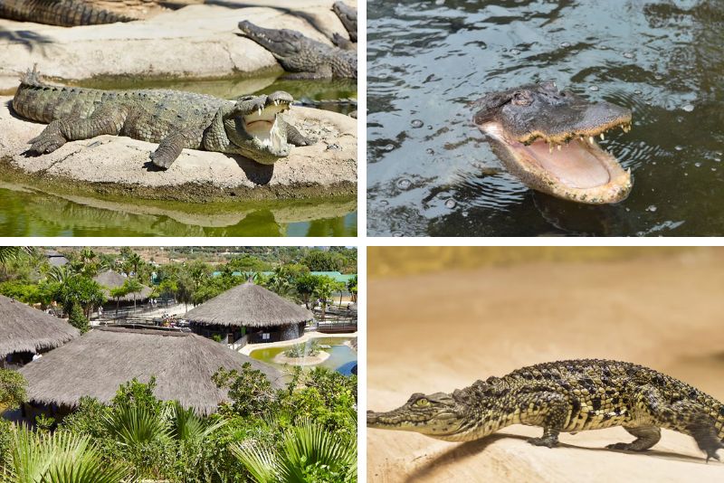 Crocodile Park Torremolinos, Spain