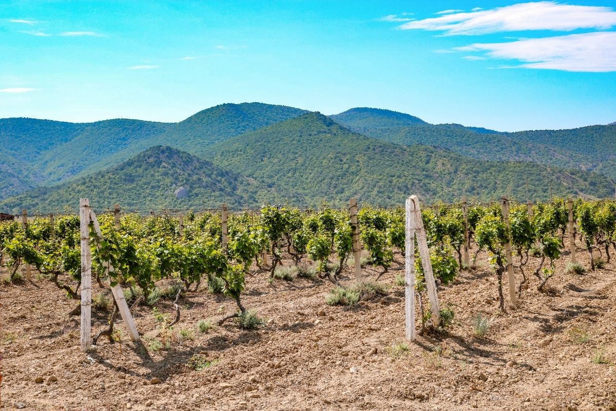 Cucamonga Valley wine region, California