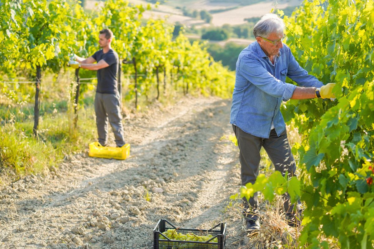 Molise wine region, Italy