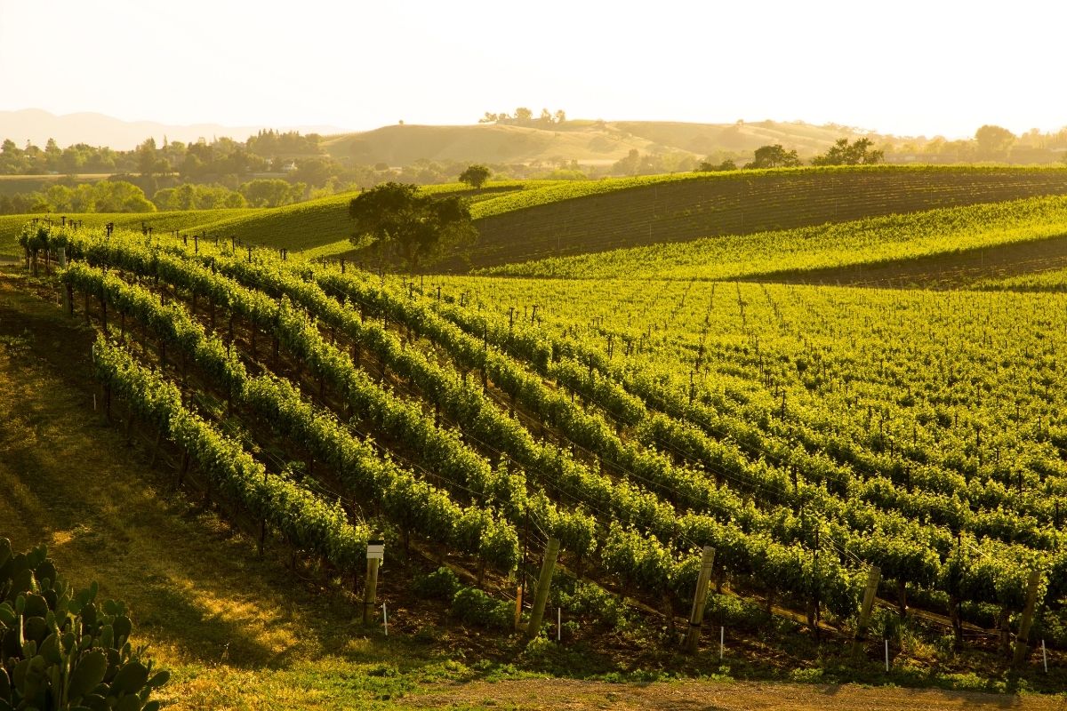 Santa Barbara County wine region, California