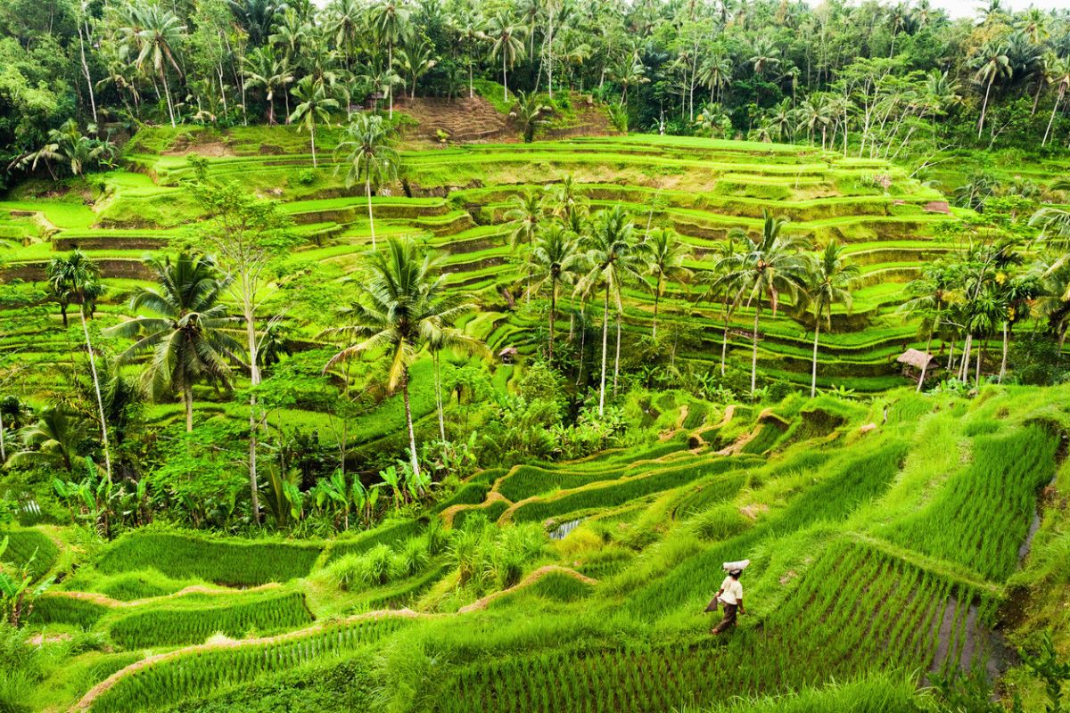 Tegallalang Rice Terraces in Bali