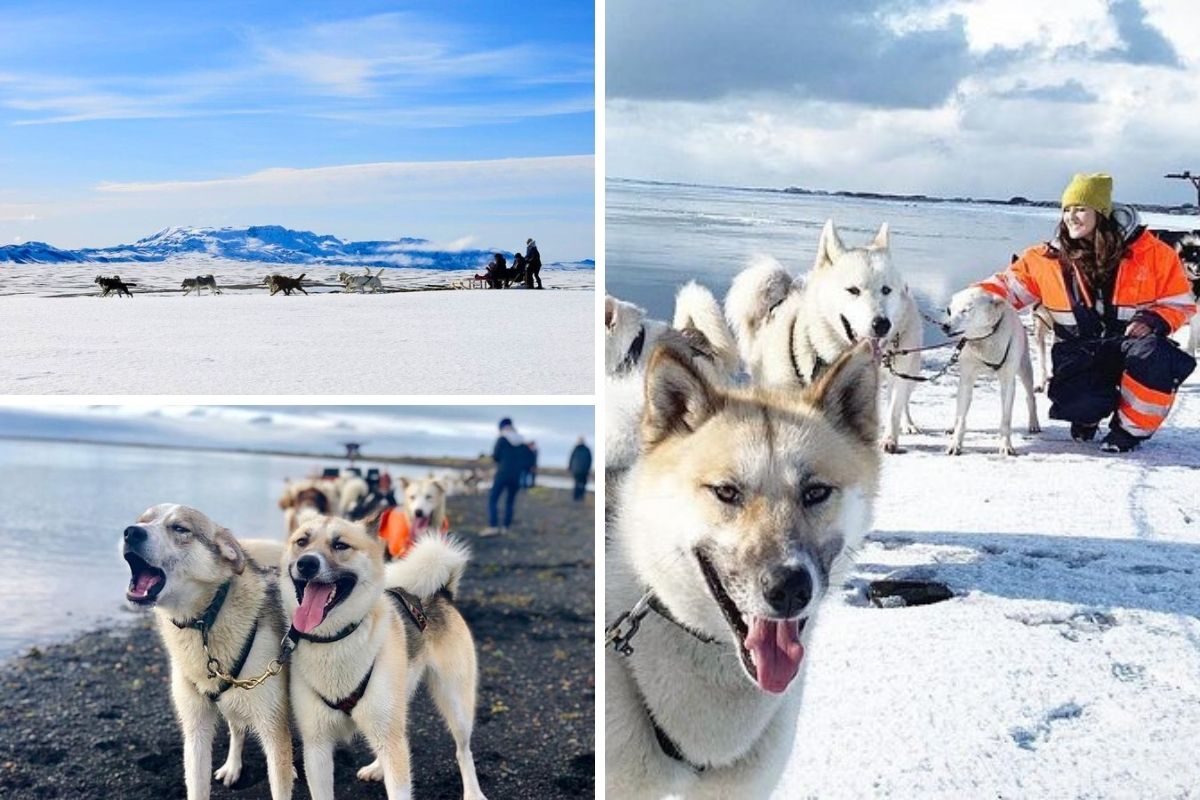 dog sledding in Iceland