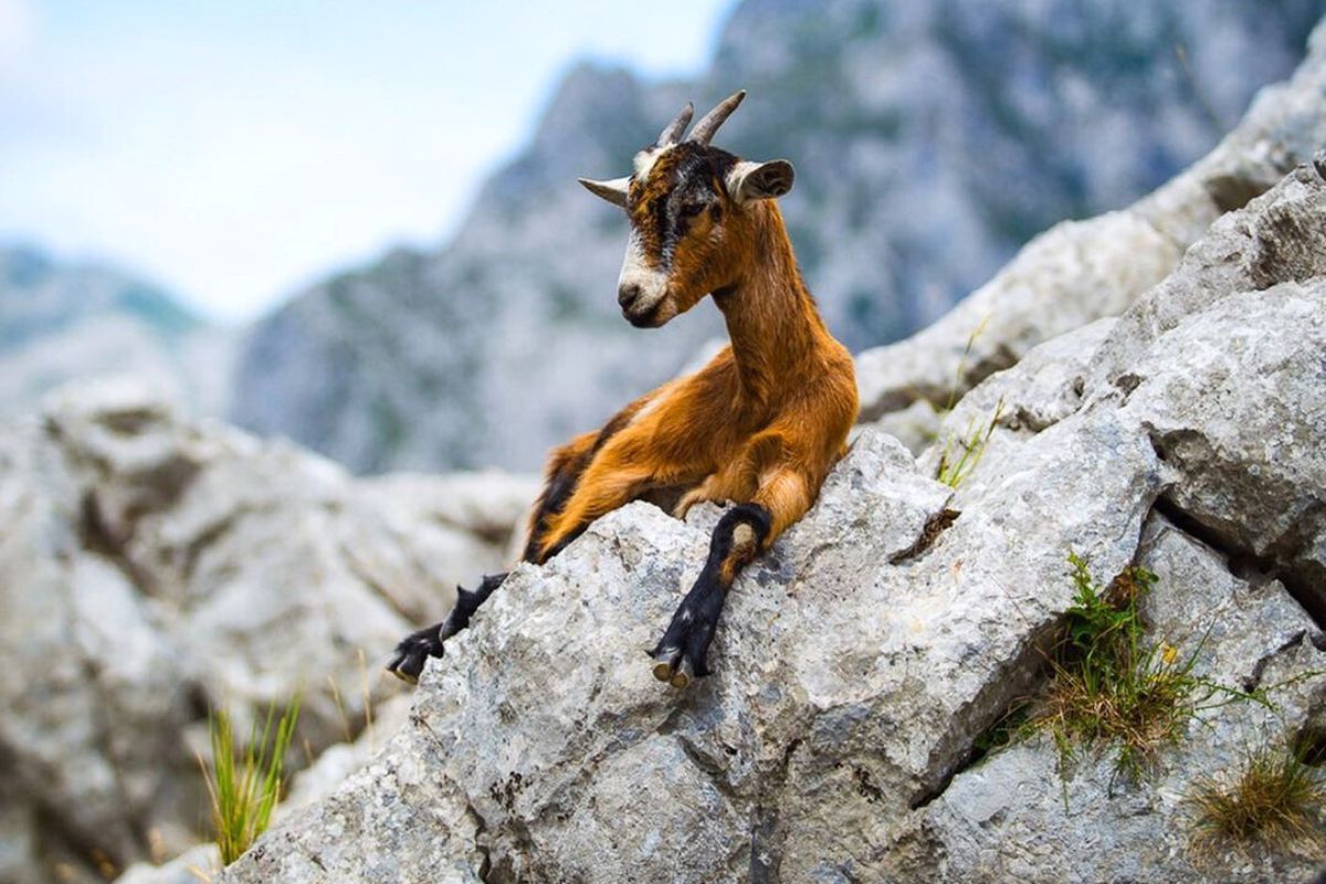 moutain goat