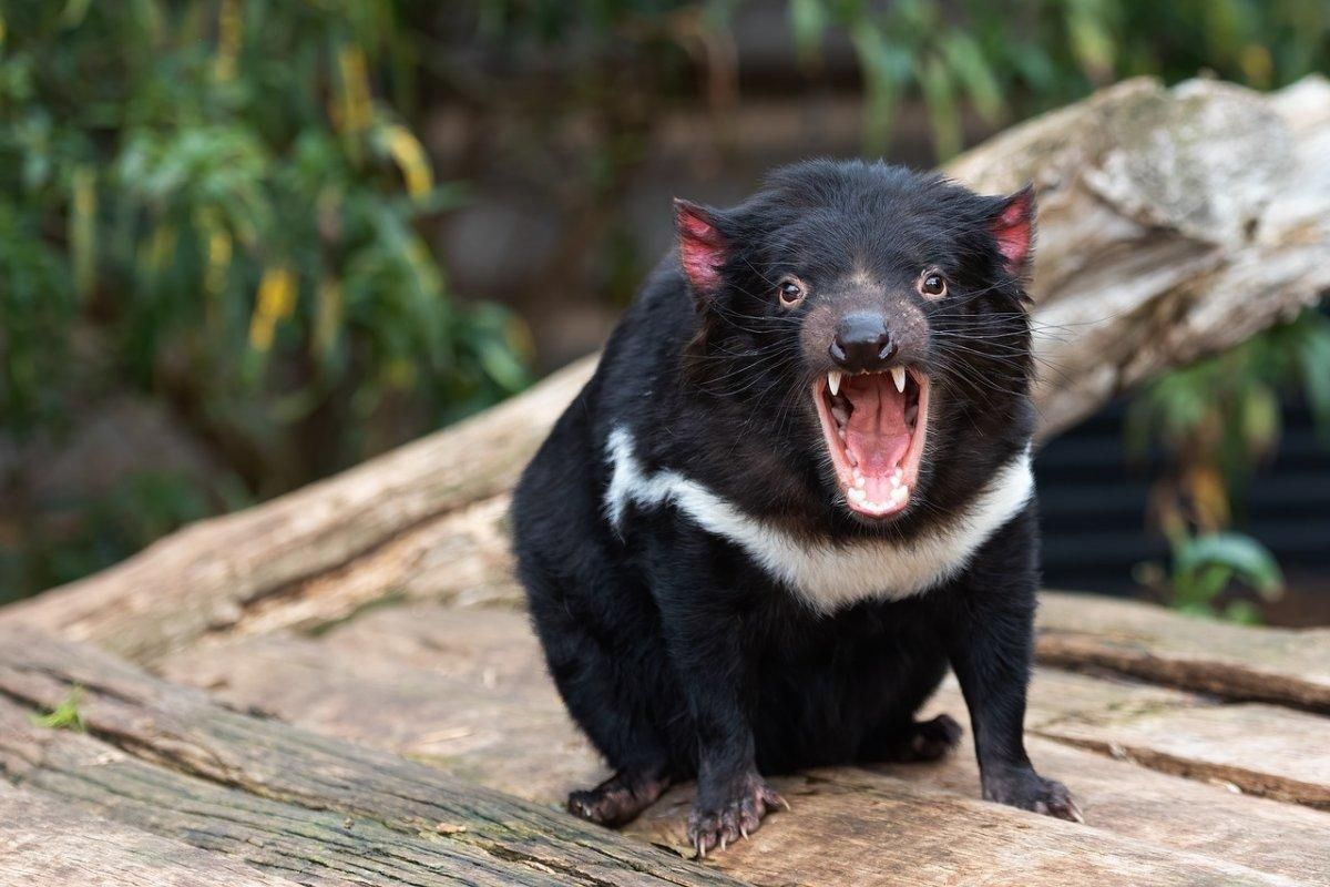 tasmanian devil