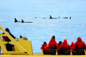 Whale Watching in Vancouver