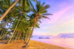 Palm Cove image