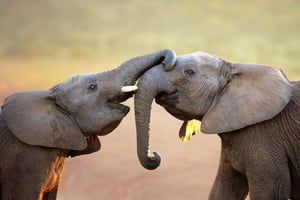 Addo Elephant National Park: Multi-day Trips and Tours from Cape Town