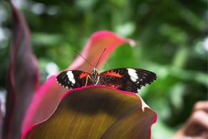 Australian Butterfly Sanctuary: Tickets