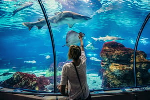 Barcelona Aquarium: Tickets