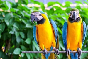 Birdworld Kuranda: Tickets