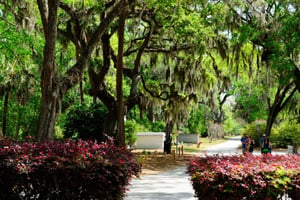 Bonaventure Cemetery: Tours and Guided Visits