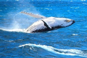 Whale Watching in Cairns