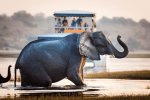 Chobe National Park: Day Trips and Tours from Livingstone