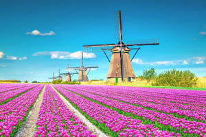 Kinderdijk: Day Trips and Tours from Rotterdam