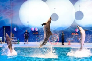 Dubai Dolphinarium: Tickets