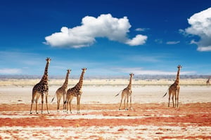 Etosha-Nationalpark: Mehrtägige Ausflüge ab Windhoek