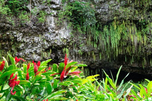 Fern Grotto: Day Trips and Tours from Kauai