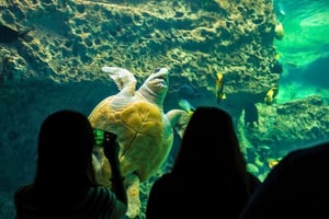 Florida Aquarium: Tickets