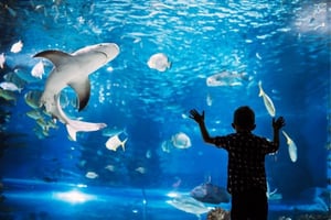 Grande Acquario di Hurghada: Biglietti