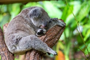 Kuranda Koala Gardens: Tickets