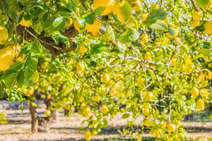 Lemon Farm Tours in Sorrento