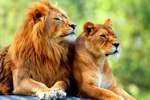 Lion Habitat Ranch: Tickets