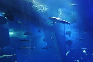 Sea Life Aquarium: Tickets