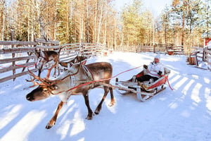 Reindeer Farm: Tours and Guided Visits