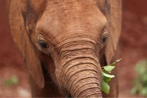 Sheldrick Elephant Orphanage: Tickets and Tours