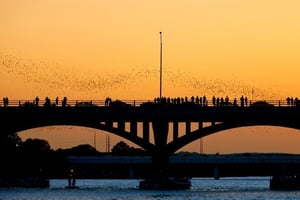 Bat Watching Tours in Austin