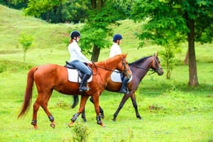 Horse Riding in Budapest