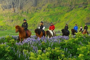 Passeggiate a cavallo a Reykjavík