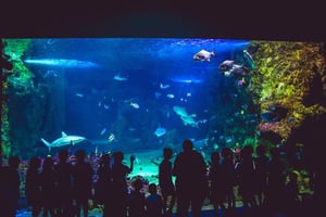 Sea Life Sydney Aquarium: Tickets