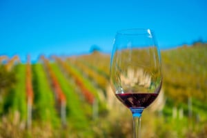 Wine Tours and Tastings in Auckland