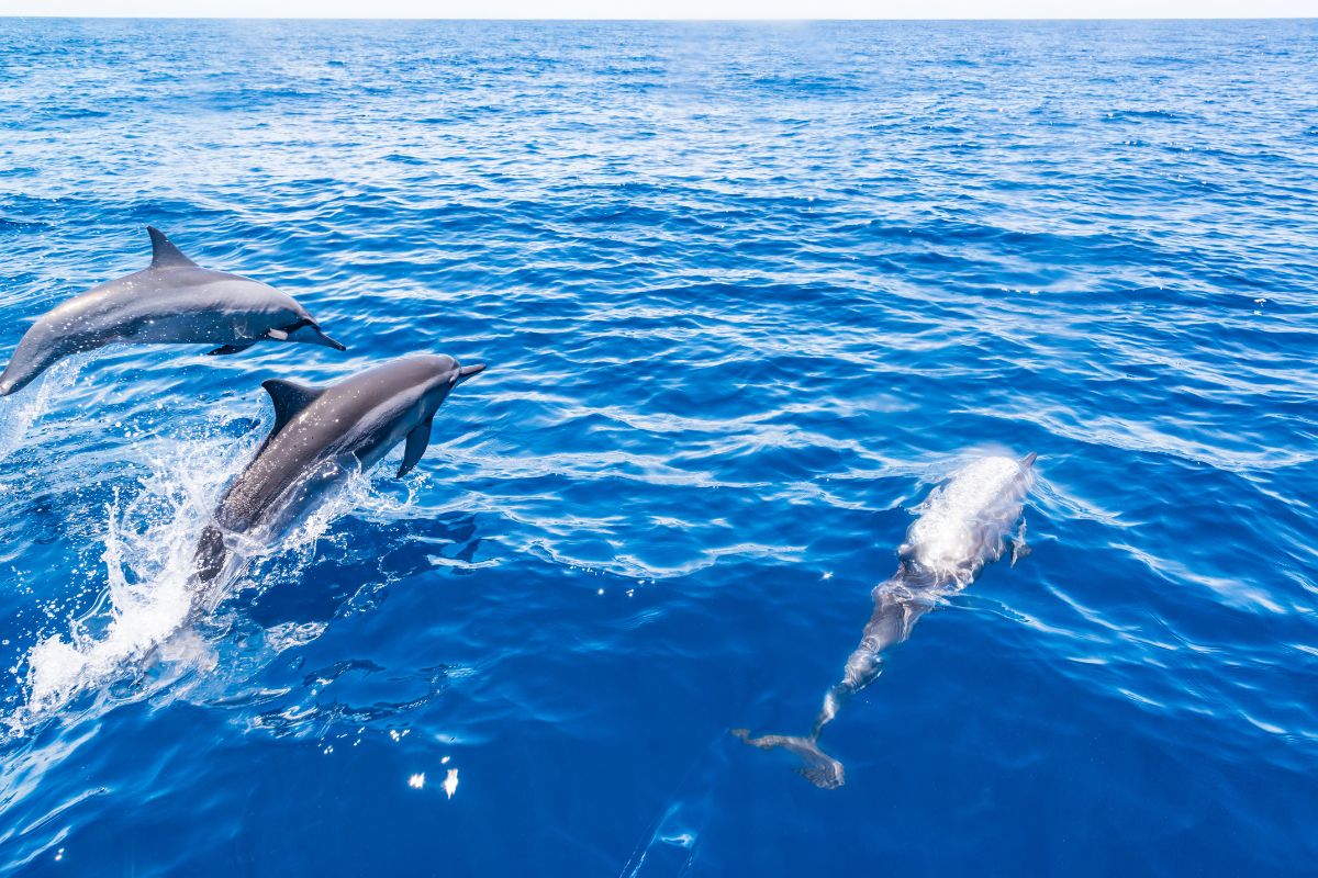best US destinations for dolphin watching