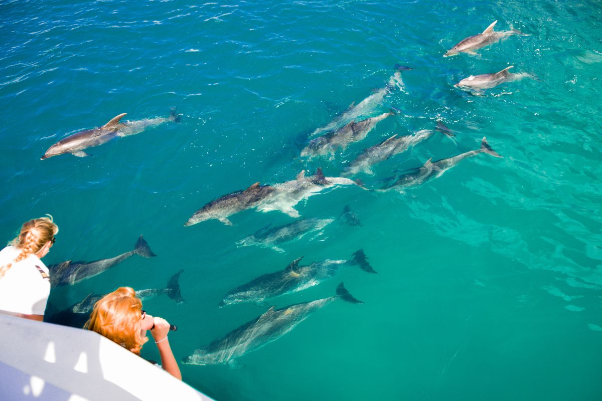 dolphin watching in Clearwater, Florida