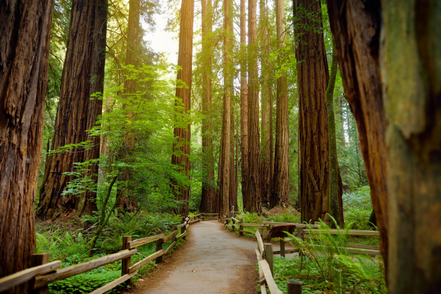 Muir Woods, California